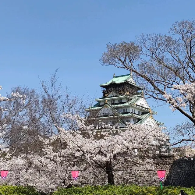 【大阪】大阪城西の丸庭園の桜🌸