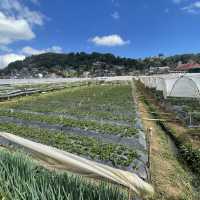 Strawberry Picking Time!