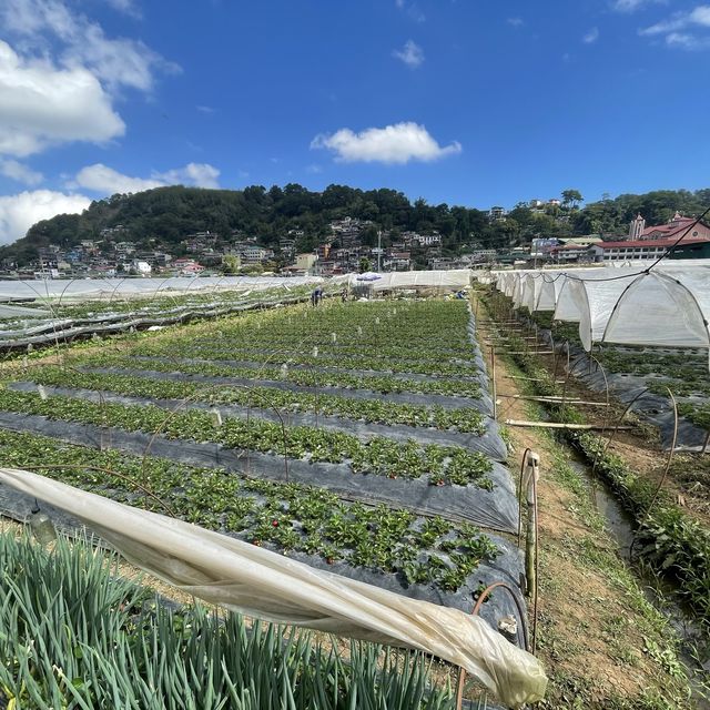 Strawberry Picking Time!