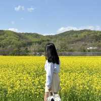 유채꽃 시즌에 꼭 가야할 대구 명소🌼