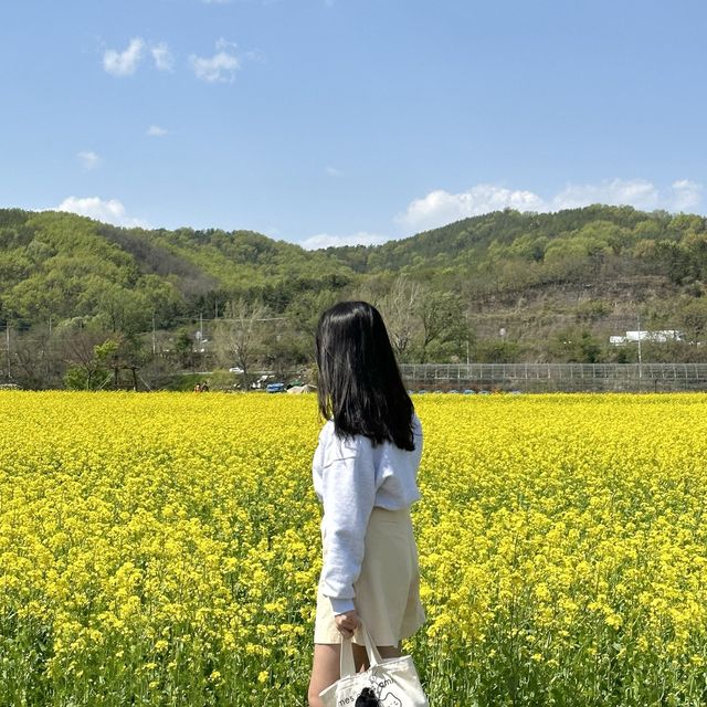 유채꽃 시즌에 꼭 가야할 대구 명소🌼