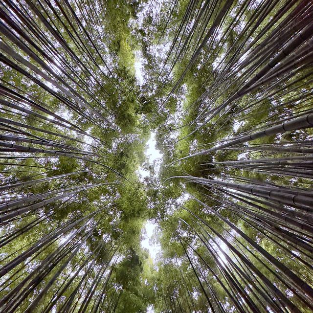 細雨🌦️慢步嵯峨野🎋竹林步道🚶‍♂️