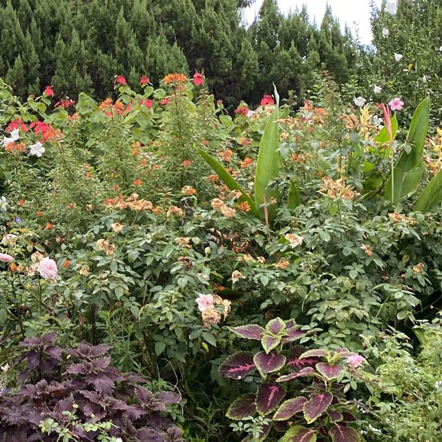 台北玫瑰園🌹