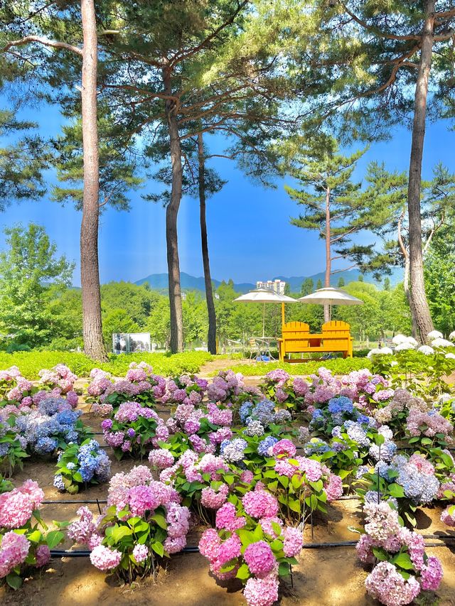 경기도 수국축제는 자라섬에서 진행~ing📸