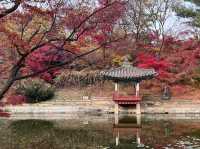 🍁 Seoul Beautiful in Fall 🍁