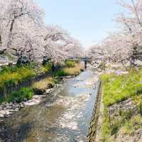 五条川の桜