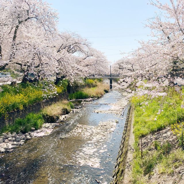 五条川の桜