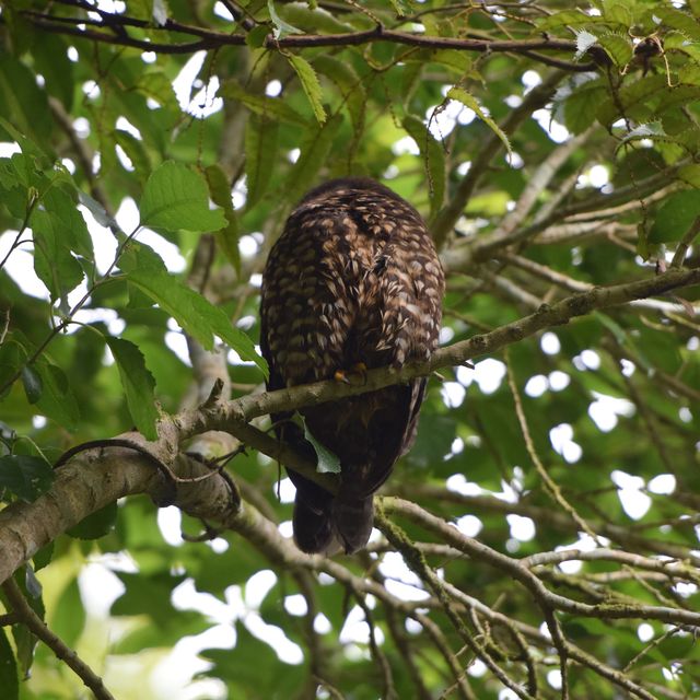 自然保護区ZEALANDIA