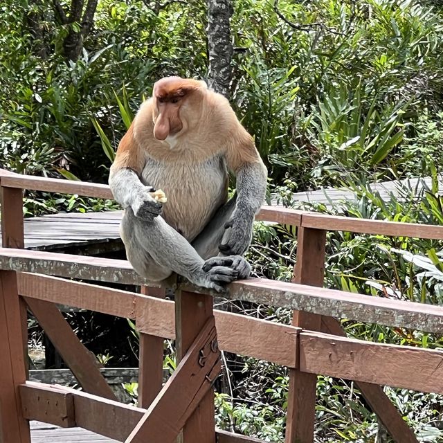 Upclose with the Proboscis Monkeys