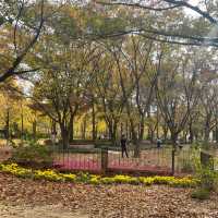Free Park in Seoul during Autumn for 🍁🍂
