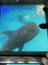 沖繩必到景點🐋美麗海水族館