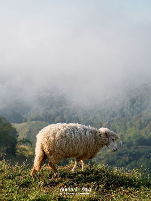 มาดอยช้างอย่าลืมแวะมาหาน้องแกะกันนะ🐏