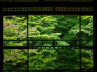【京都市】紅葉だけでなく青葉も見事🌿