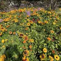 ดอยอ่างขาง (Doi Angkhang)