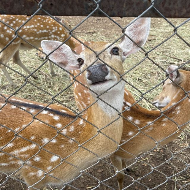 BONANZA EXOTIC ZOO มาดูกันว่าเด็ก ๆ จอยแค่ไหน ✨