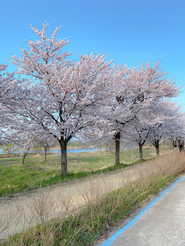 벚꽃비 내리는 강릉 경포호~ 🌸