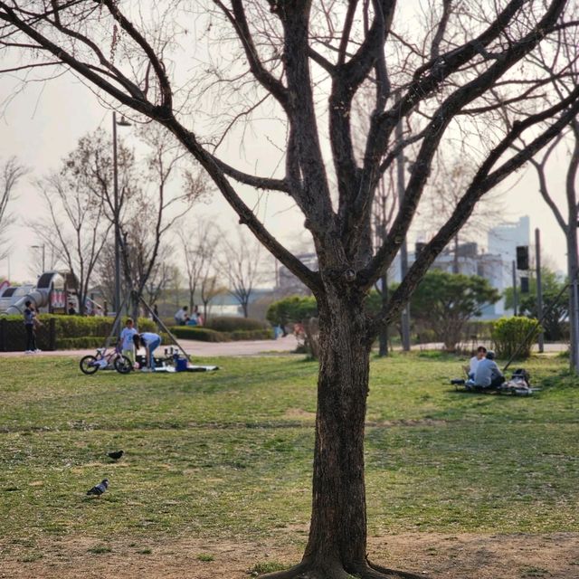 광나루 한강공원에서 피크닉 즐기기⛱️