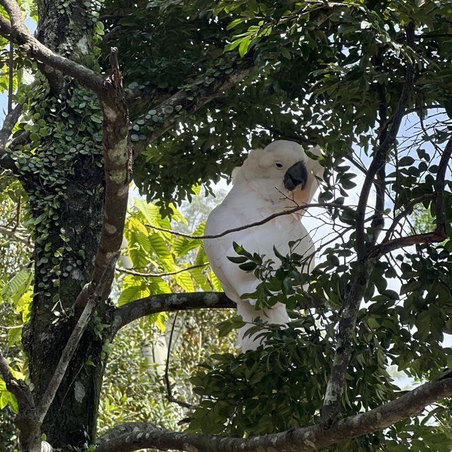 Bird Paradise Mandai🦉🦜🕊️🦩🦢🦅