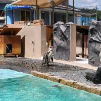 【圧倒的海、大自然、動物】下田海中水族館