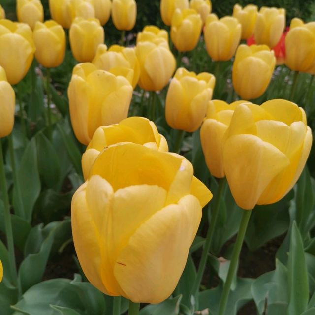 botanica garden lasi romania