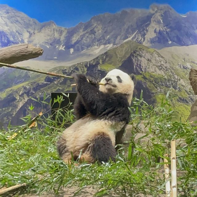 약 400여종의 동물들이 있는 우에노 동물원🐼