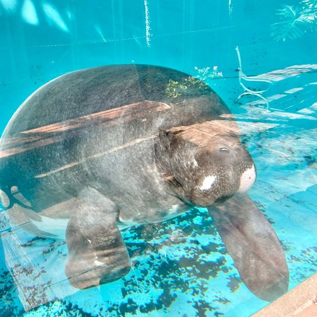 熱川バナナワニ園の動物たち