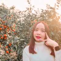JEJU TRIP