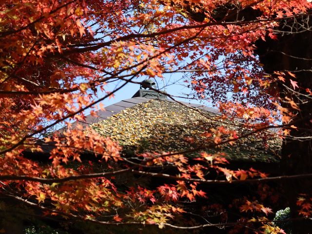 【京都】絶景ながらマイナー観光スポット！蓮華寺をご紹介