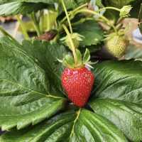 Rocky Creek Strawberry Farm