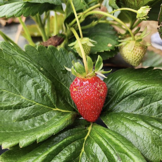 Rocky Creek Strawberry Farm