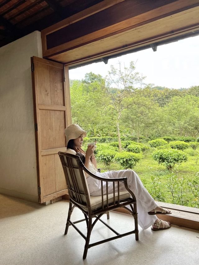 Araksa Tea Garden | Chiang Mai🌿