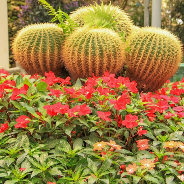 Cactus and Succulent World