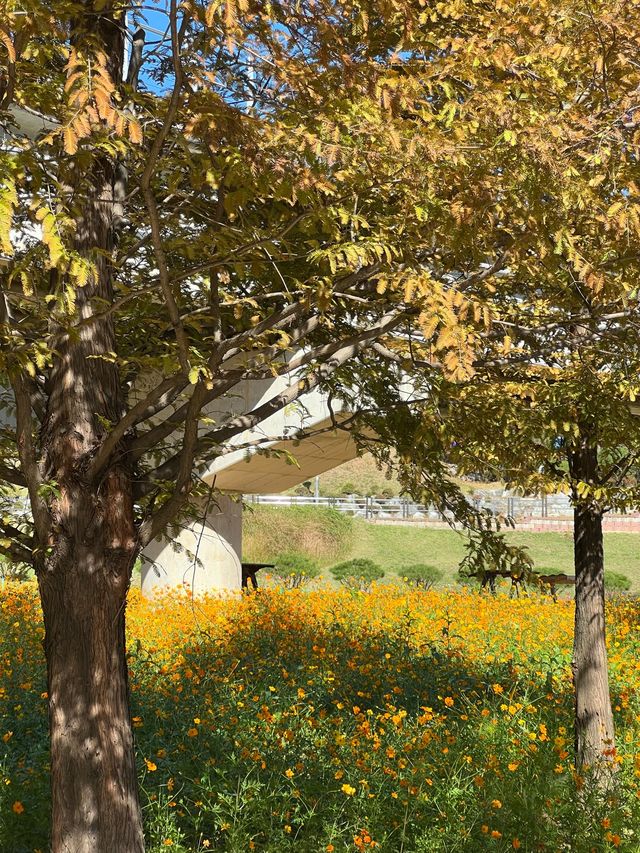 파주 강아지와 산책하고 피크닉 하기 좋은 운정호수공원⛲️