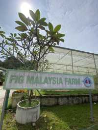 A fig farming and nursery in Janda Baik 🌿