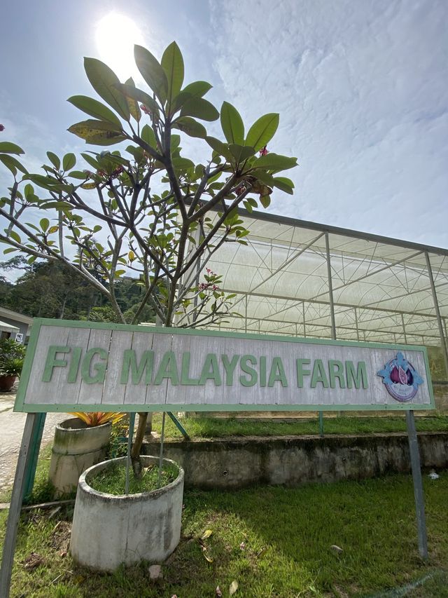 A fig farming and nursery in Janda Baik 🌿