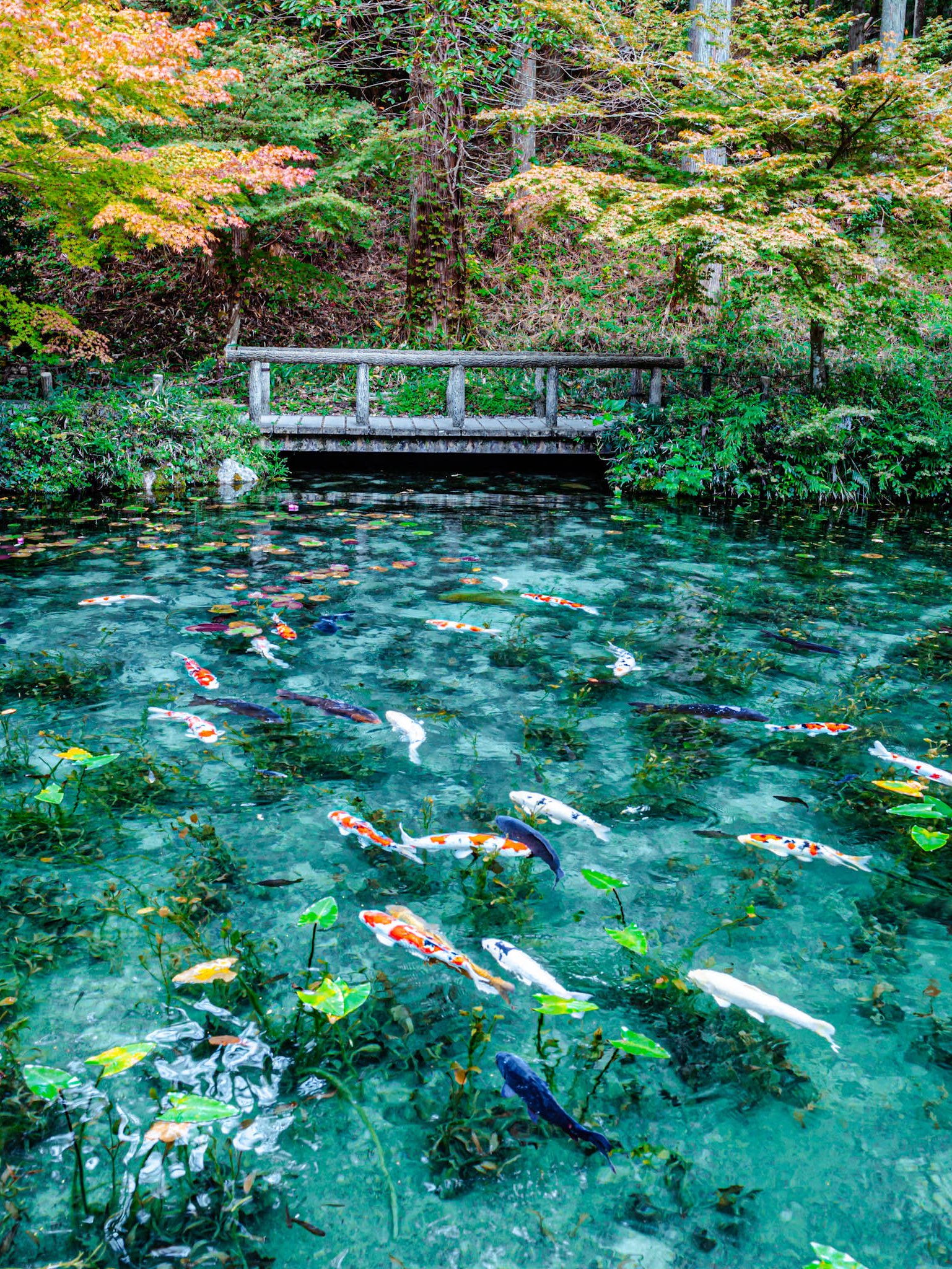 名もなき池 （通称:モネの池） | Trip.com 関市