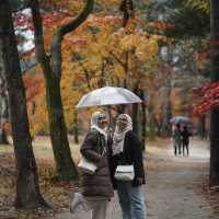 Enjoy the photoahoot in Nami Island