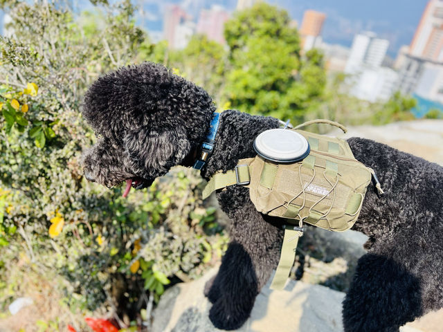 [2024第1天 寶馬山⛰️飽覽維港景色🏞️］