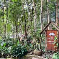 เชสท์นัท ฮิลล์ อีโค่ รีสอร์ท & คาเฟ่