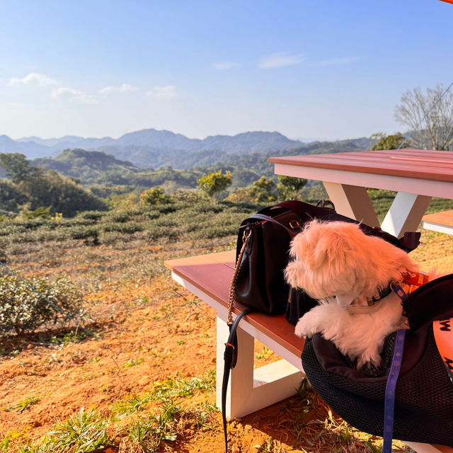 景美山林茶園&山月茶屋/桃園寵物友善網美景點