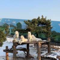 福州動物園🦁小朋友最開心事 
