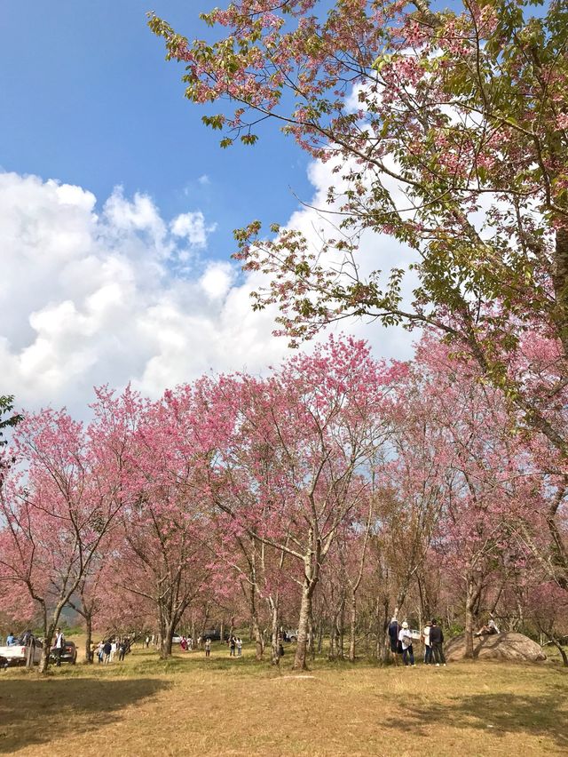 Pink flower mountain in Thailand