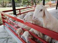 The field animal dream สวนสัตว์น่ารักใน จ.เพชรบุรี