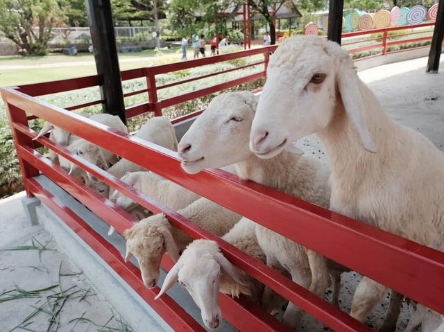 The field animal dream สวนสัตว์น่ารักใน จ.เพชรบุรี