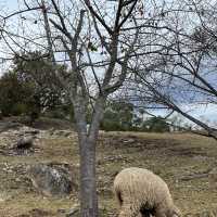 Feed roaming sheeps in Taiwan