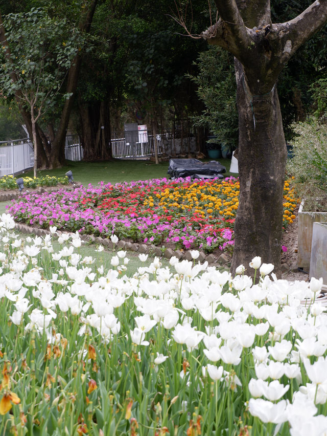 大埔小白鷺湖，鬱金香花園 