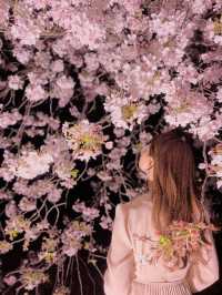都会のオアシス🌸新宿御苑の桜