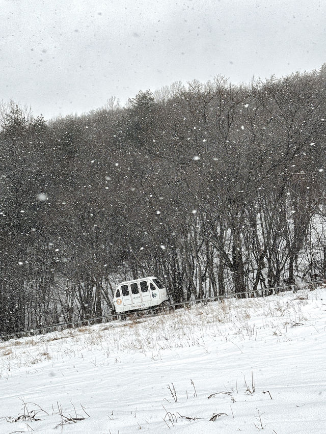 사람 없는 대관령 삿포로st 자작나무 숲❄️🩵