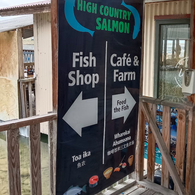 High country salmon 