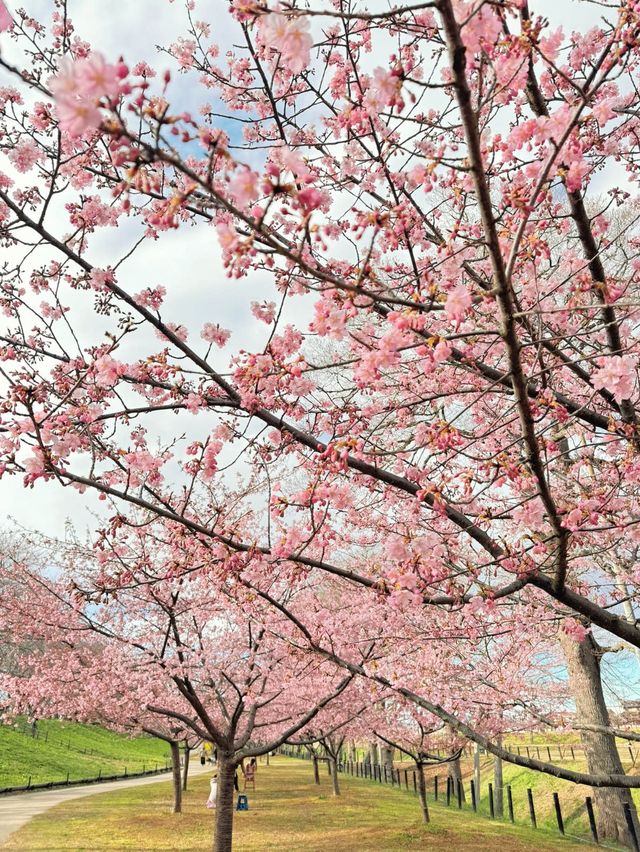【埼玉】絶景!!桜トンネルをお散歩🤍今なら菜の花＆梅のトリプルお花見も🌸ヤギさんもいるよ🐐 